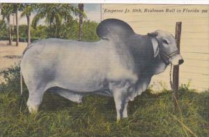 Florida Brahman Bull Emperor 10th