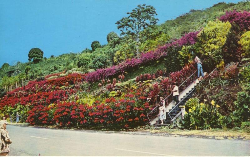 Machado Gardens Kealakekua Hawaii HI Unused Vintage Postcard D30