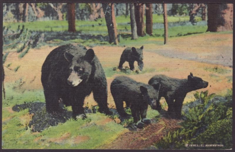 Mother Bear and Cubs Postcard