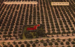 Texas Citrus Orchard In The Magic Valley Of The Rio Grande