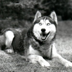 RPPC Siberian Husky Chinook Kennels Real Photo Postcard