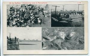 Ducks Fish At Spillway Pymatuning Lake Pennsylvania postcard