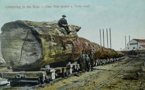 C.1910 Lumbering in the West, Train Load, Calif. Postcard P61