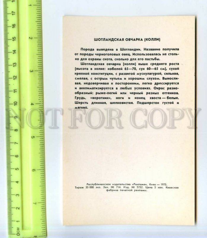530107 USSR 1975 year dog scottish shepherd collie circulation 35000 Old