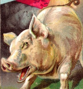 1880s Gunther's Candies Scared Pig Fireworks Fire Crackers P164