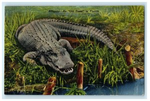 1947 Alligator An Old Timer In Palm Beach Florida FL Posted Vintage Postcard
