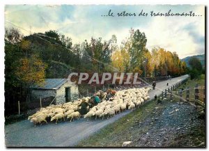 Modern Postcard The Return of transbumants Donkey Mule Sheep Shepherd