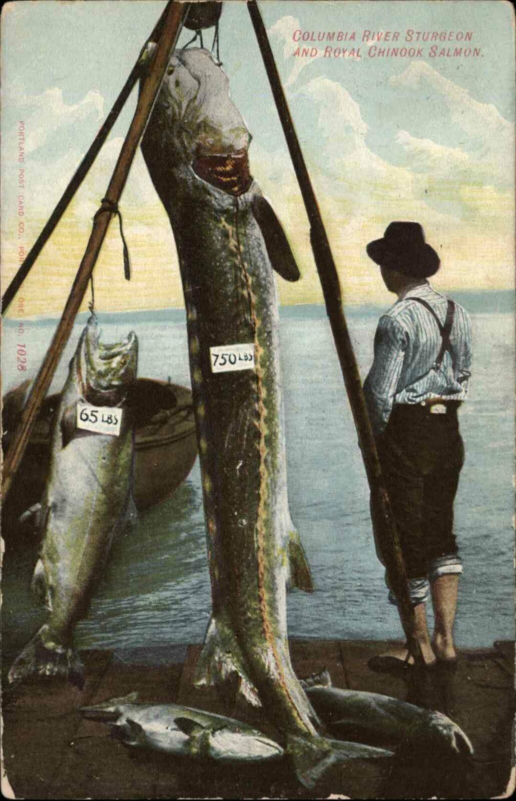 Fishing Huge Fish Catch Columbia River Sturgeon Royal Chinook Salmon  Postcard | United States - Oregon - Other, Postcard