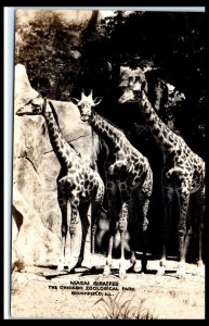 1940s Masai Giraffes Chicago Zooligical Park Brookfield IL Real Photo Postcard