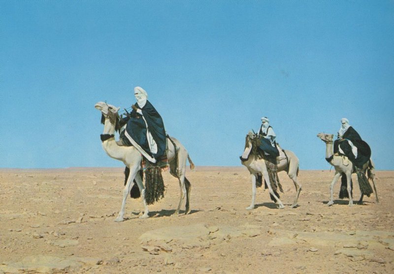 Camel & Riders in Tawariq Desert Libya African Postcard