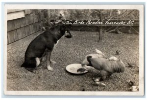 c1910's The Birds Paradise Dog Chicken Vancouver BC Canada RPPC Photo Postcard