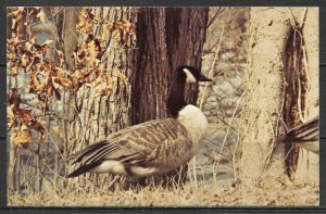 Illinois - Goose Capital Of The World - [IL-073]