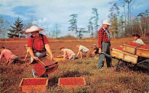 Cranberry Harvest Cape Cod, Massachusetts, USA 1960 