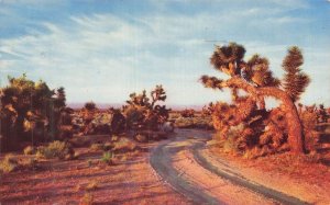 Vintage Desert Joshua Tree Postcard Reno Nevada Postmarked 1950s Mike Roberts