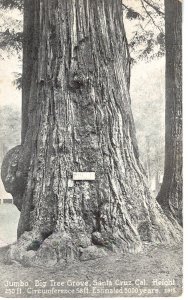 Jumbo Big Tree Grove, Santa Cruz, California