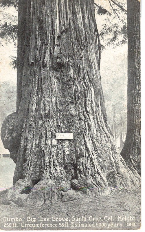 Jumbo Big Tree Grove, Santa Cruz, California