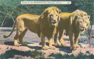 Chicago IL Brookfield Zoo Lion Pair Linen Postcard Unused