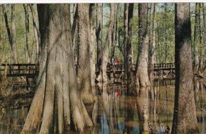 Mississippi Natchez Trace Parkway Cypress Swamp 1965