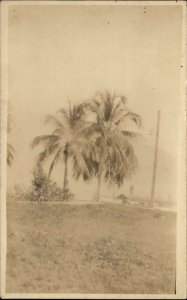 Tela Honduras Palm Tree c1930 Real Photo Postcard