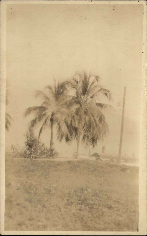 Tela Honduras Palm Tree c1930 Real Photo Postcard