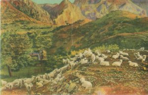 New Mexico, Flock of Sheep in the Mountains, Linen, Postmarked Santa Fe 1947