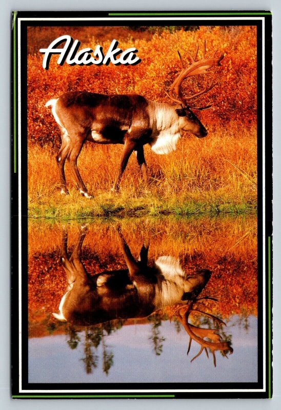 Alaskan Caribou vat Denali National Park Alaska 4x6 Postcard 1814