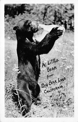  Bear Postcard Post Card Big Bear Lake California