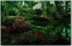 Red Salvia Pink Azaleas Flowers Cypress Gardens Florida UNP Chrome Postcard I8