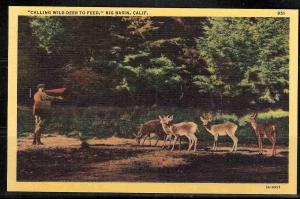 California - Big Basin (USVC 0104)