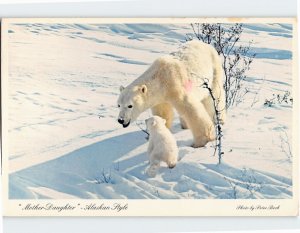 Postcard Alaskan Polar Bear and Cub Alaska USA