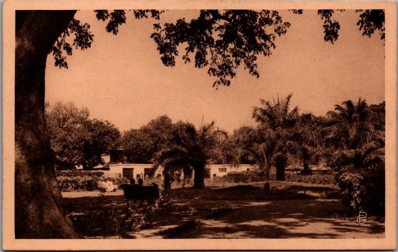 Mali Bamako Le Jardin Zoologique Vintage Postcard C119