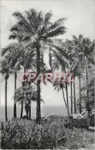  Modern Postcard Guinea Conakry Cabbage trees