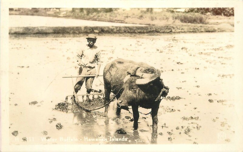 Postcard RPPC Hawaii Water buffalo occupation 23-5069