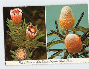 B-186968 Protea Flowers in Kula Botanical Garden, Kula, Hawaii