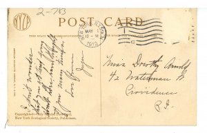 Birds - Young Screech Owls