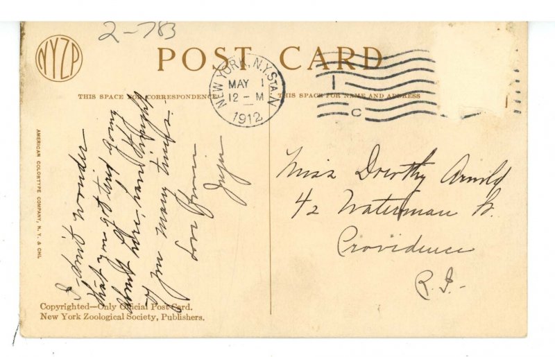 Birds - Young Screech Owls