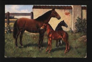 3073753 HORSE & FOALS near Stable vintage Color RPPC 1910 year