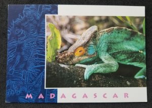 [AG] P768 Madagascar Chameleon Reptiles Fauna Wildlife (postcard) *New