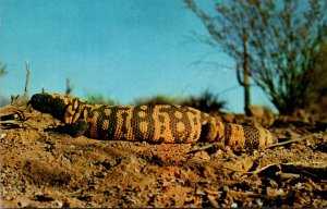 Gila Monster Valley Of The Gila River Arizona