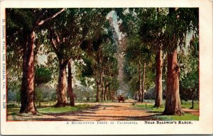 Vtg 1900s A Eucalyptus Drive Baldwin's Ranch Santa Anita California CA Postcard