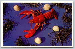Animal~Lobster In Sea Shells~New England Lobster~Vintage Postcard