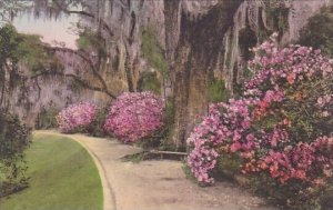 Magnolia Gardens Charleston South Carolina