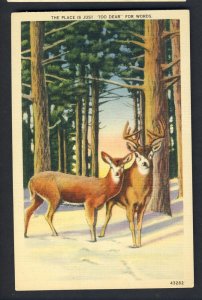 Beautiful Deer In Snowy Woods Postcard, The Place Is Too Dear For Words