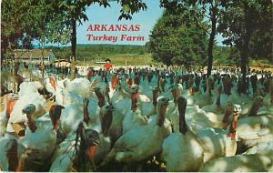 Arkansas Turkey Farm, Ozark AR, Thompson Broadwhite Turkeys