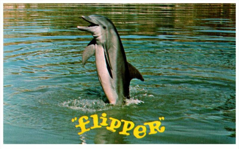 19937  Flipper   tail walk