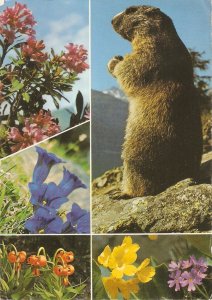 Mountain animal. Flowers Nice modern Austrian photo postcard