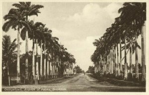 british guiana, Guyana, Demerara, GEORGETOWN, Brickdam, Avenue of Palms (1920s)