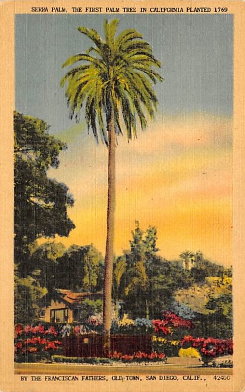 Serra Palm First Palm Tree CA planted 1769 San Diego CA