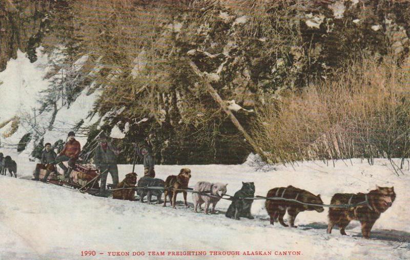 Yukon Dog Team Sled Freighting through an Alaska Canyon - DB