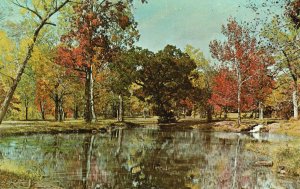 Vintage Postcard Platt National Park Sulphur OK Oklahoma Flower Park Area Fall
